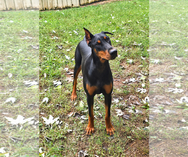 Medium Photo #1 Doberman Pinscher Puppy For Sale in Social Circle, GA, USA
