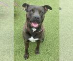 Small #1 American Pit Bull Terrier