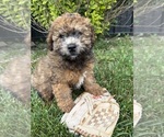 Image preview for Ad Listing. Nickname: Daisy