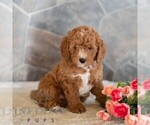 Small #3 Poodle (Miniature)