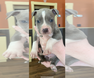 American Bully Puppy for sale in YORK, PA, USA