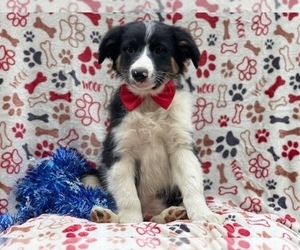 Australian Shepherd Puppy for sale in LAKELAND, FL, USA