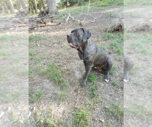 Father of the Cane Corso puppies born on 08/30/2022