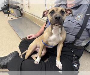 American Staffordshire Terrier-Unknown Mix Dogs for adoption in Grand Prairie, TX, USA