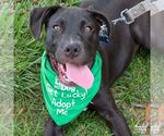 Small #5 Labrador Retriever Mix