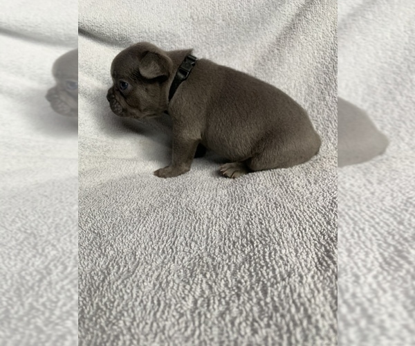 Medium Photo #2 French Bulldog Puppy For Sale in NAMPA, ID, USA