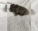 Small Photo #2 French Bulldog Puppy For Sale in NAMPA, ID, USA