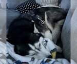Small #3 Siberian Husky