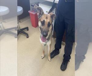 German Shepherd Dog Dogs for adoption in Derwood, MD, USA