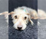Small #4 Mutt