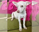 Small #2 Chihuahua Mix