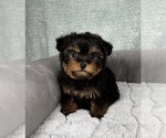Small #6 YorkiePoo