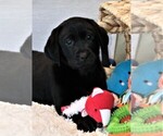 Small Photo #2 Labrador Retriever Puppy For Sale in SYRACUSE, IN, USA