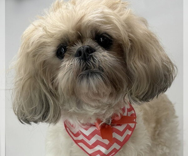 Medium Photo #2 Shih Tzu Puppy For Sale in Benton, LA, USA