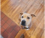 Small American Pit Bull Terrier Mix