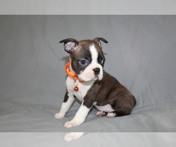 Medium Photo #4 Boston Terrier Puppy For Sale in BROOKSVILLE, FL, USA