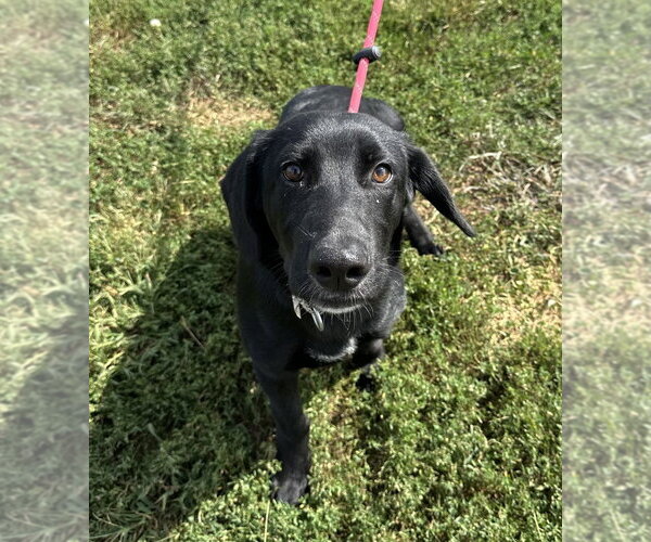 Medium Photo #3 Labrador Retriever Puppy For Sale in Evansville, IN, USA