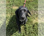 Small #2 Labrador Retriever