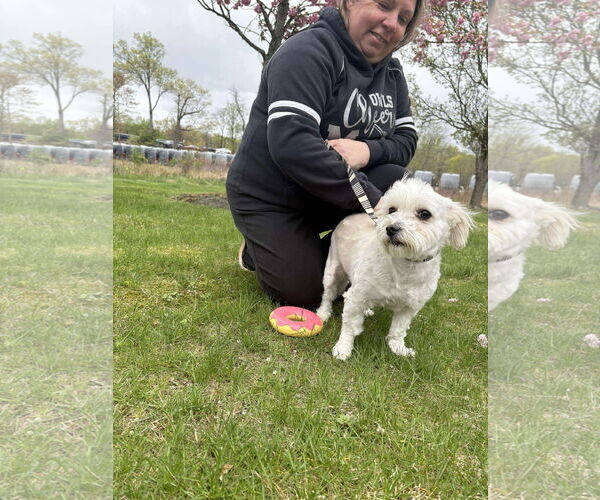 Medium Photo #5 Maltese-Unknown Mix Puppy For Sale in Westwood, NJ, USA
