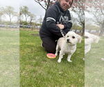 Small #4 Maltese Mix