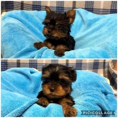 Yorkshire Terrier Puppy for sale in LAKE CITY, FL, USA