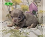 Small #2 Chihuahua