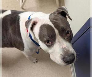 Mutt Dogs for adoption in Bakersfield, CA, USA