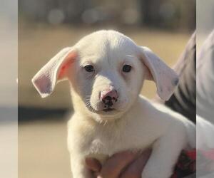 Labrador Retriever-Unknown Mix Dogs for adoption in Yardley, PA, USA