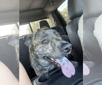 Small #2 Catahoula Leopard Dog-German Shepherd Dog Mix