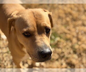 Labrador Retriever-Unknown Mix Dogs for adoption in Tulsa, OK, USA