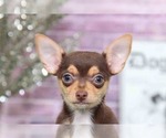 Small Photo #3 Chihuahua Puppy For Sale in BEL AIR, MD, USA