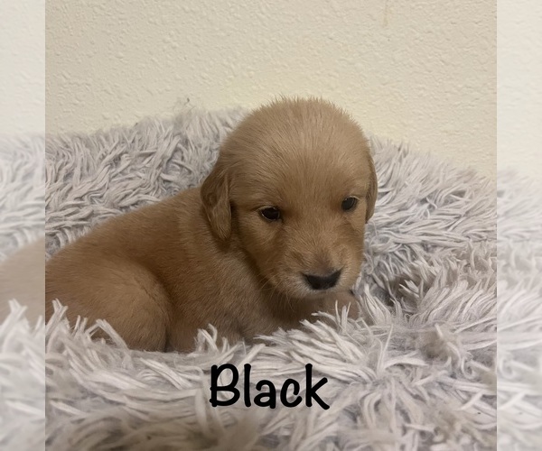 Medium Photo #5 Golden Retriever Puppy For Sale in MERIDIAN, ID, USA