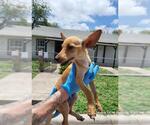Small Chihuahua Mix
