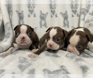 Boston Terrier Puppy for sale in CHARLOTTESVILLE, VA, USA