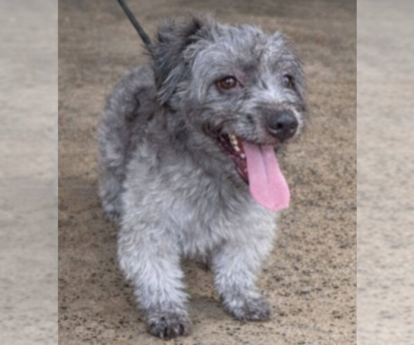 Medium Photo #4 Shih Tzu-Unknown Mix Puppy For Sale in Virginia Beach, VA, USA