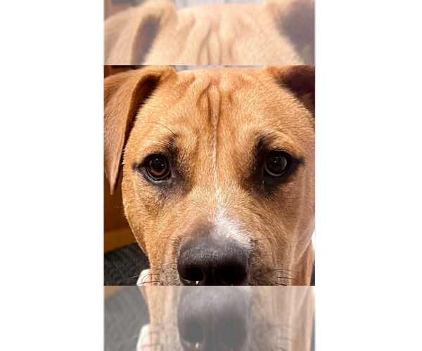 Medium Photo #35 American Staffordshire Terrier-Labrador Retriever Mix Puppy For Sale in Brewster, NY, USA