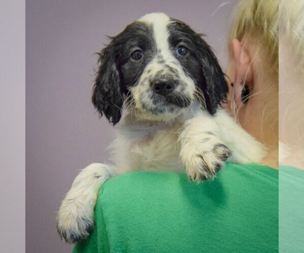 Medium Photo #4 Spaniel-Unknown Mix Puppy For Sale in Huntley, IL, USA