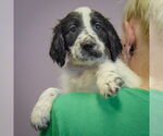 Small #3 Spaniel Mix