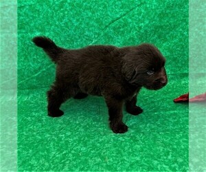 Newfoundland Puppy for sale in CORTEZ, CO, USA