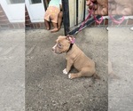 Small #2 American Bully