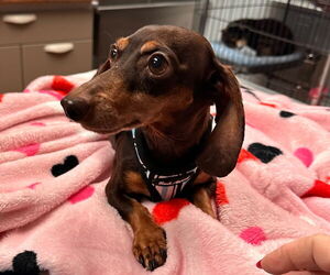 Dachshund Dogs for adoption in Weston, FL, USA