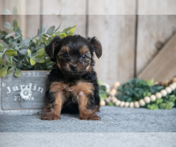 Medium Photo #3 Yorkshire Terrier Puppy For Sale in GREENWICH, OH, USA