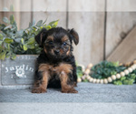 Small #2 Yorkshire Terrier