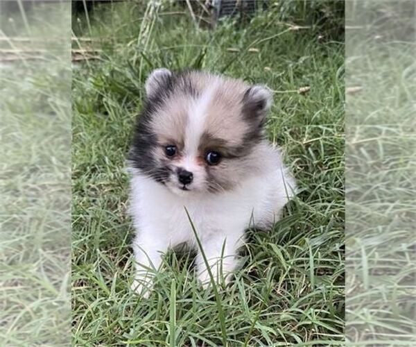 Medium Photo #9 Pomeranian Puppy For Sale in MIAMI, FL, USA