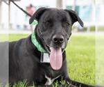 Small #6 Labrador Retriever Mix