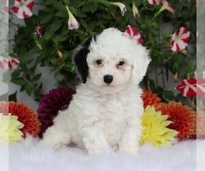 Poodle (Toy) Puppy for sale in FREDERICKSBG, OH, USA