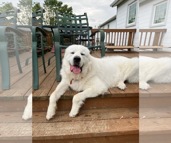Medium Photo #5 Great Pyrenees Puppy For Sale in Monkton, MD, USA