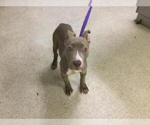 Mutt Dogs for adoption in Riverside, CA, USA
