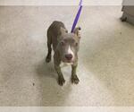Small Mutt