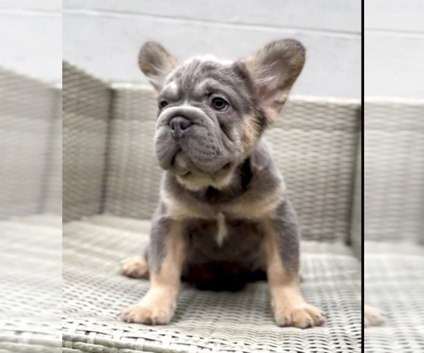 Medium Photo #13 French Bulldog Puppy For Sale in SEATTLE, WA, USA